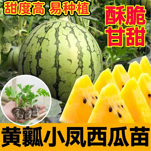 酥脆甘甜黄瓤小凤西瓜秧