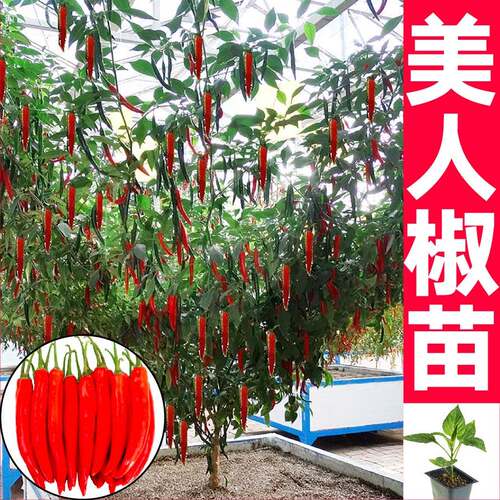 香辣美人椒苗秧带土球摘