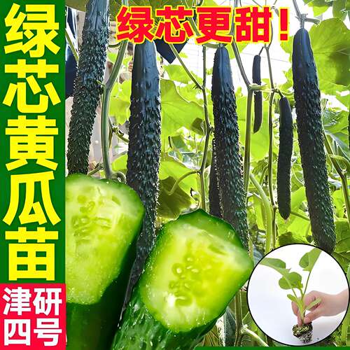绿皮绿心黄瓜苗老品种带土青皮绿肉黄爪苗盆栽高产特大号黄瓜秧苗