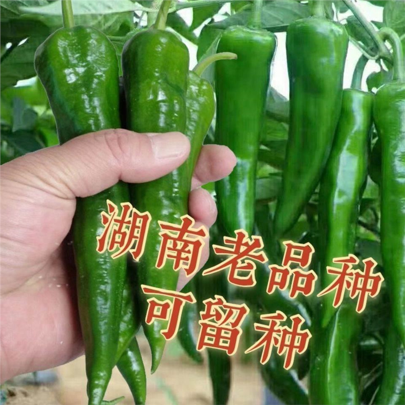 湖南老品种土辣椒苗秧苗四季高产薄皮农村特辣本地岳阳樟树港种子图片