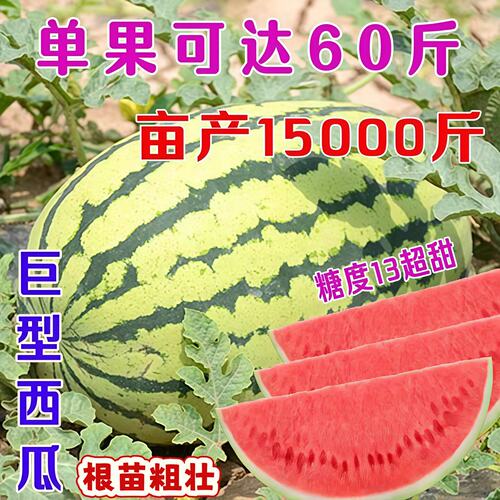 西瓜苗带土发货黑皮无籽口口脆西瓜苗带土美都8424麒麟西瓜苗秧