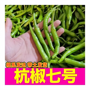 山东寿光杭椒七号苗秧带土球高产香辣线椒朝天樟树港辣椒种子盆栽