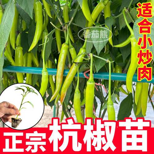 又脆又香正宗杭椒秧苗香