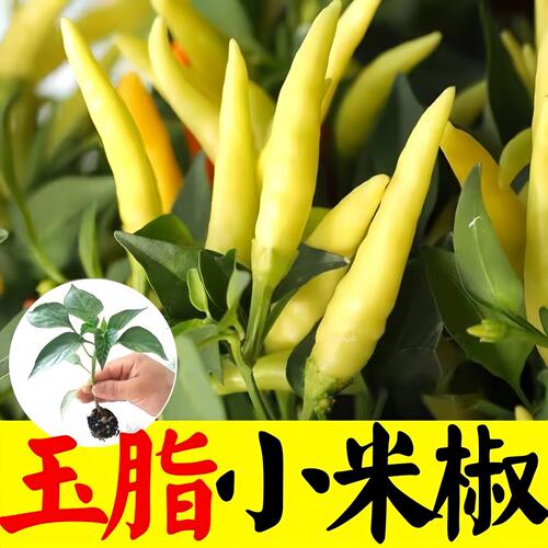 小米辣椒苗樟树港原种辣椒苗辣椒苗秧苗四季高产二荆条薄皮辣椒苗