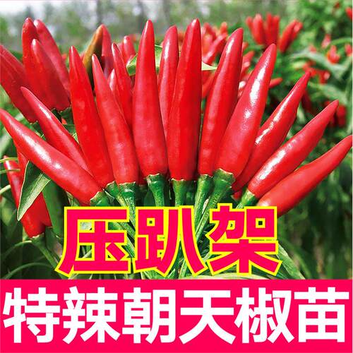压趴架特辣朝天椒苗秧种