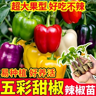 寿光特大五彩甜椒苗秧带土球红黄绿甜椒方椒太空椒辣椒种子盆栽苗
