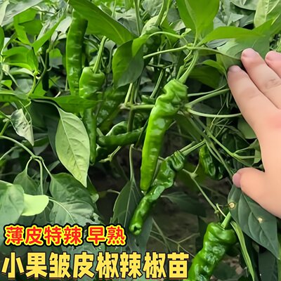 小皱皮辣椒小皱皮长果皱邹皮黑亮香辣高产辣椒种籽春季四季秧苗