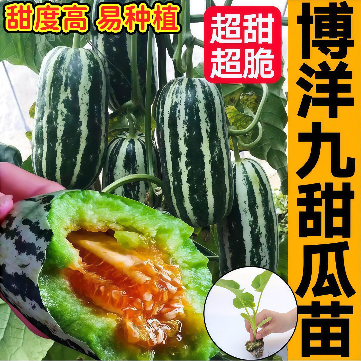 寿光超甜正宗博洋九号甜
