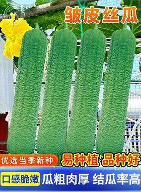 皱皮丝瓜种子种籽肉棱特