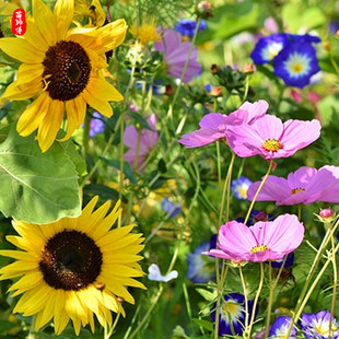 四季播种开花花卉种籽孑野花组合波斯菊花种籽子孑格桑花花籽庭院