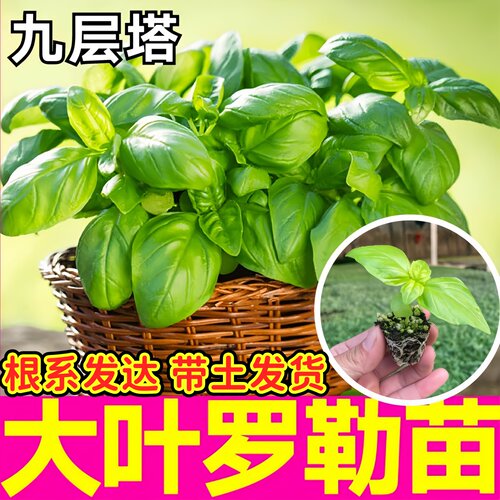 九层塔大叶甜罗勒秧苗幼