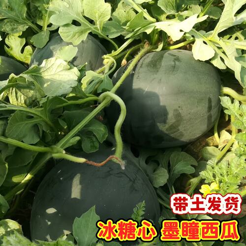 西瓜苗8424冰糖墨瞳西瓜苗嫁接四季南方种植阳台盆栽蔬菜秧苗种子