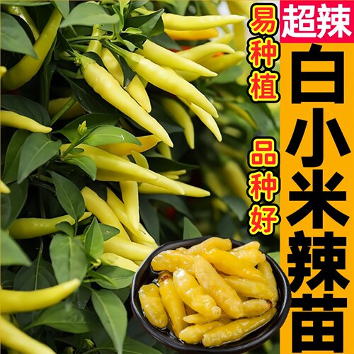 簇生超辣白小米辣秧苗带