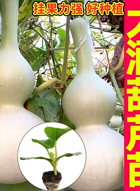 山东寿光大酒葫芦苗秧带