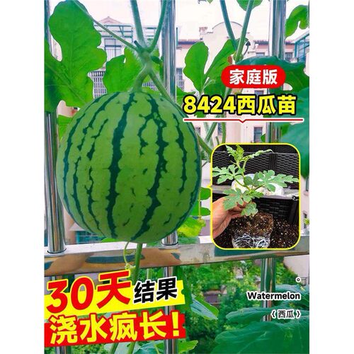 无籽西瓜苗8424嫁接麒麟甜王黑皮阳台盆栽懒汉美都红玉甘美4k苗秧