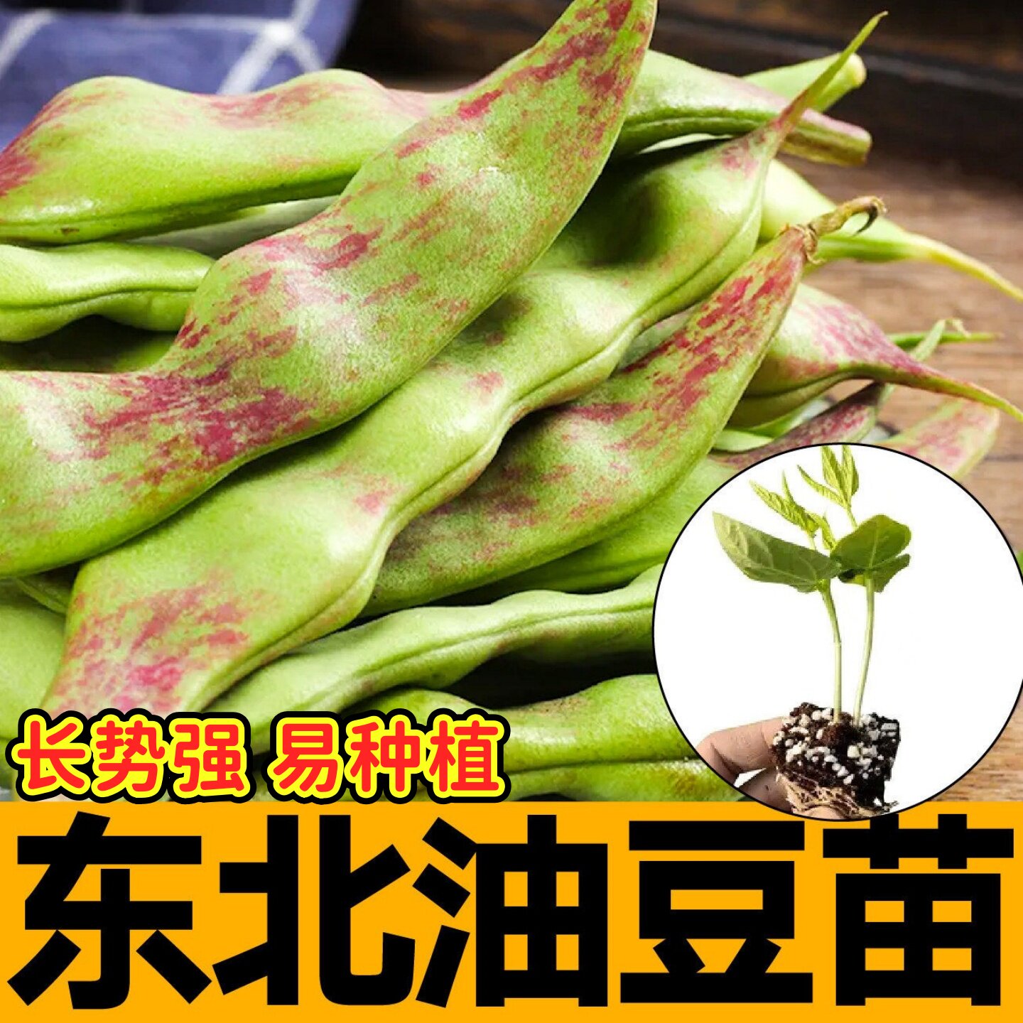 一点红油豆角苗秧带土高图片