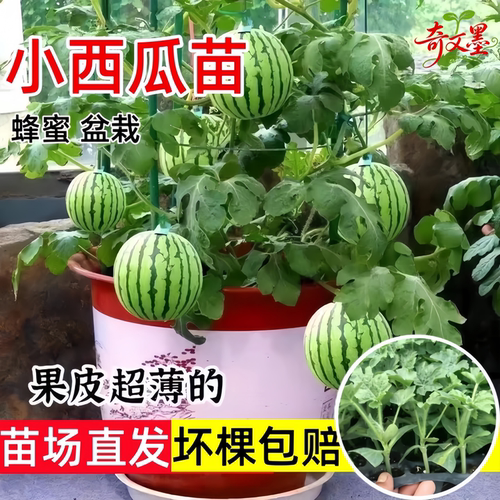 盆栽小西瓜苗阳台盆栽麒麟瓜秧苗超甜薄皮红玉2K种籽四季水果