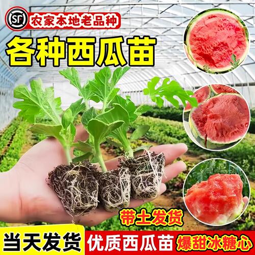 甜王冰糖8424麒麟瓜苗秧种子阳台盆栽高产懒汉红玉西瓜苗春季种植