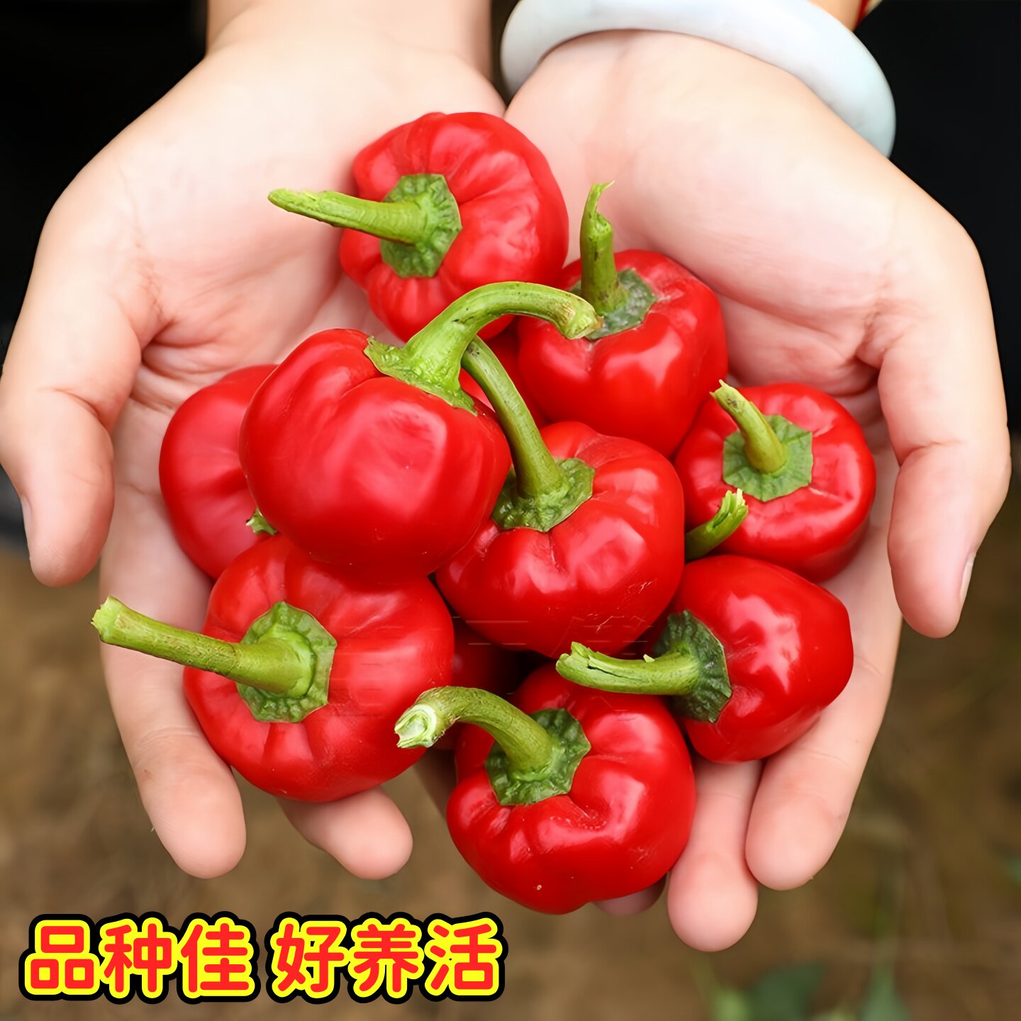 樱桃红泡椒辣椒种子/种籽图片