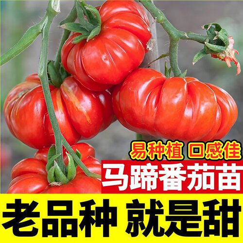 老品种马蹄番茄苗秧丑柿