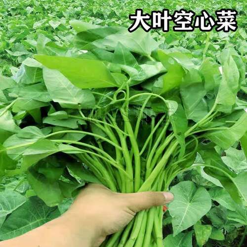 大叶空心菜种子圆叶四季菜苗菜籽蔬菜大叶空心菜种籽种孑农家盆栽