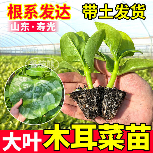 大叶木耳菜苗秧高产厚肉