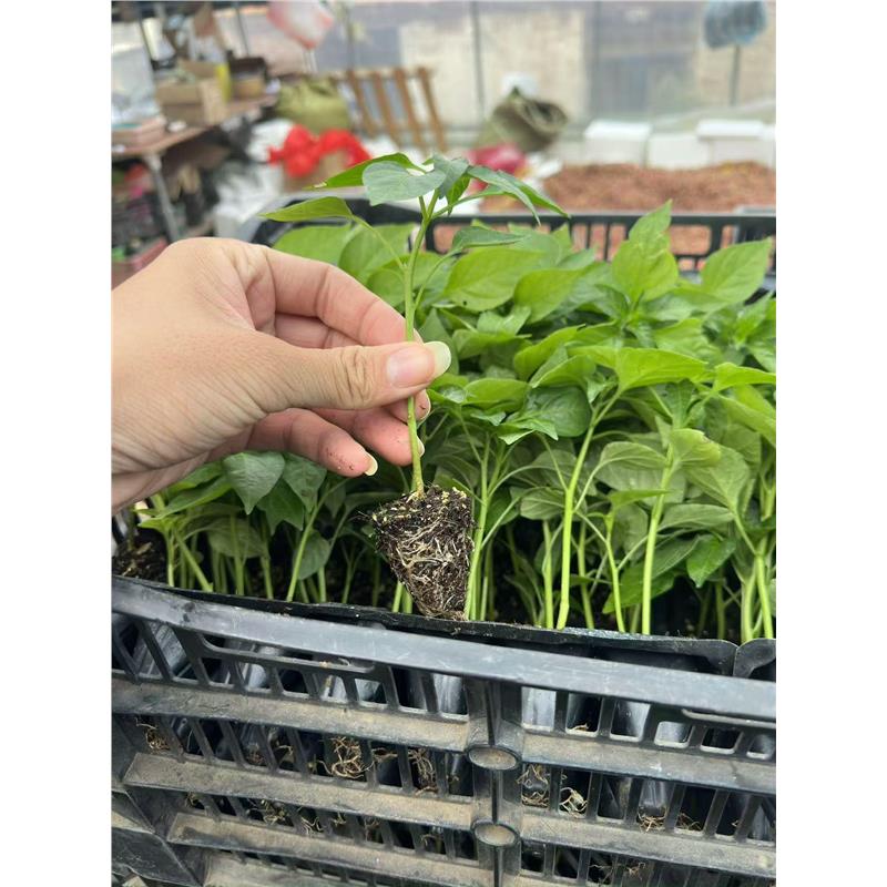 冬天辣椒秧苗线椒青椒种籽薄皮椒种子阳台四季春季蔬菜苗种孑大全图片