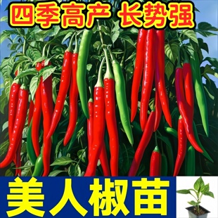 摘不败美人椒秧苗带土球小米辣朝天椒海椒辣妹子魔鬼辣椒种子盆栽