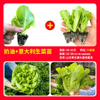 Creamy lettuce seedlings are sweet, crisp and delicious. Salads are fast-growing and easy to grow. Lettuce seeds are suitable for potted plants in balconies and small courtyards, and can be grown all year round thumbnail 4