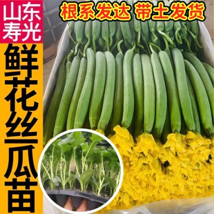 寿光鲜花丝瓜苗秧中绿长条肉丝瓜种子棱丝瓜春秋四季庭院高产早熟