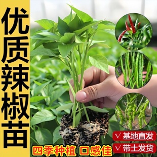 高产薄皮辣椒苗二荆条特辣朝天广东本地土螺丝椒秧苗阳台盆栽四季