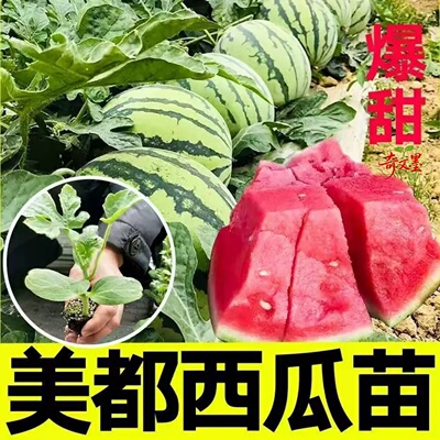 美都西瓜苗子秧苗香甜可口西瓜苗