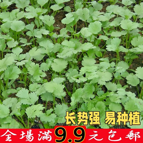 大叶抗热香菜种子四季播
