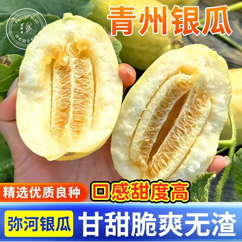 青州银瓜禾甜种子薄皮脆