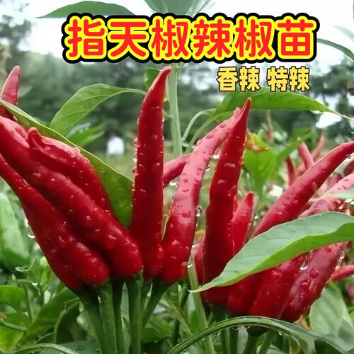 簇生朝天椒苗秧特辣小米辣椒苗指天椒种苗四季南方阳台盆栽菜苗孑