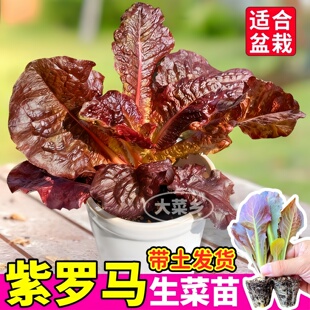 紫罗马生菜苗秧适合盆栽生菜苗紫直立紫孔雀菜种子四季种植寿光