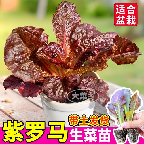 紫罗马生菜苗秧适合盆栽