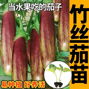 泰国竹丝茄子苗秧面包花茄烧烤水果茄子耐热高产抗病四季阳台盆栽