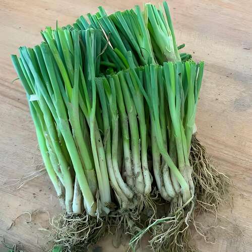 四季小香葱苗带根盆栽正宗老品种本地种植幼苗葱苗种子大葱秧苗