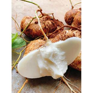 牧马山地瓜种子 水果地瓜种籽 沙葛凉薯土瓜农家四季盆栽凉如凉茹