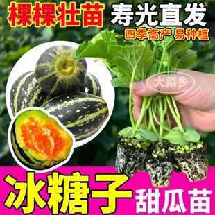 酥脆甘甜博洋九甜瓜苗秧羊角蜜冰糖籽哈密瓜种子四季阳台高产抗病