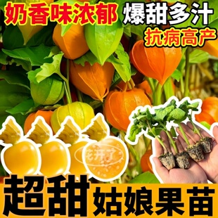 东北奶香姑娘果秧苗大黄紫姑娘果灯笼果苗种子四季高产基地直发