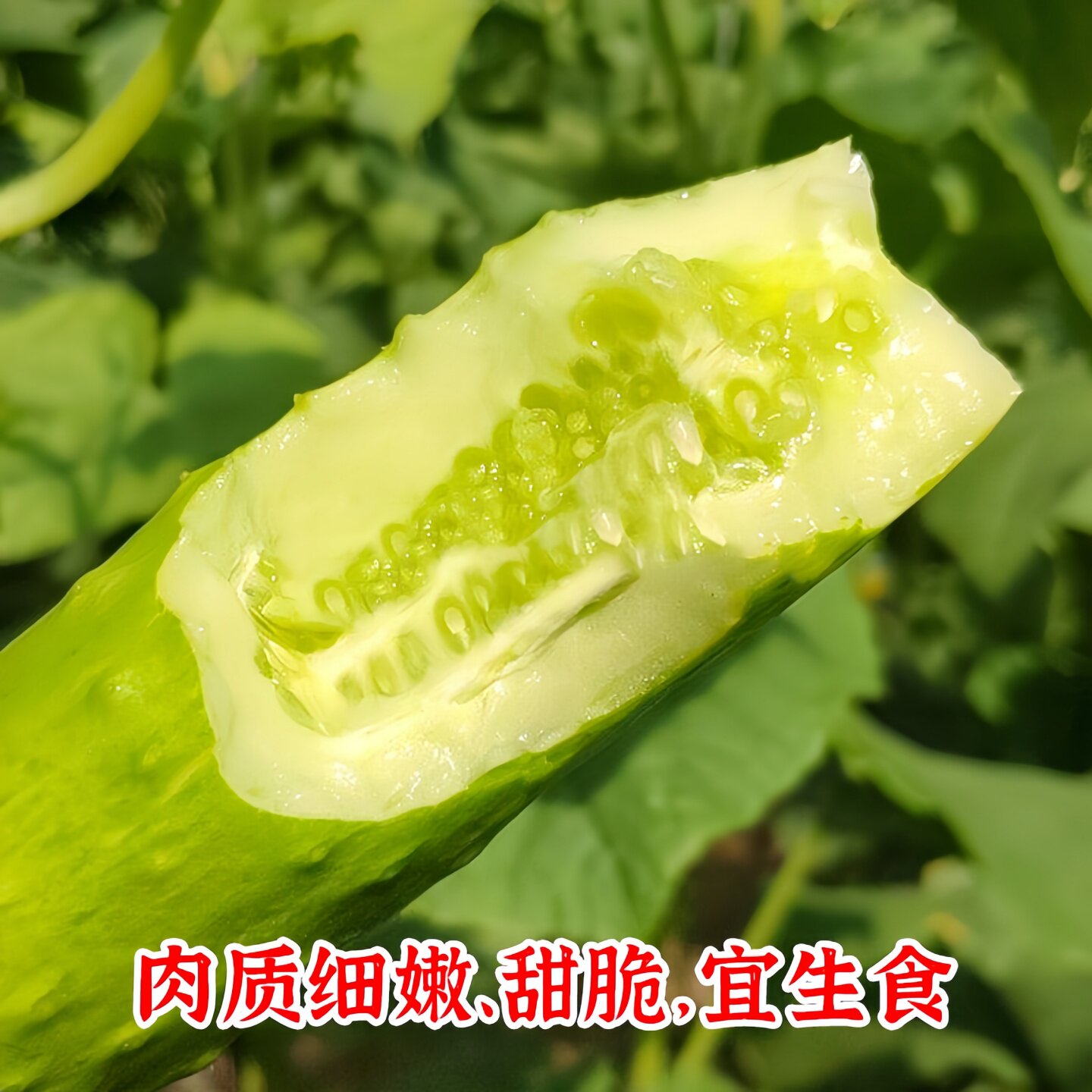海阳白玉黄瓜苗带土秧苗盆栽老品种奶油黄爪苗牛奶水果黄瓜种籽旱图片