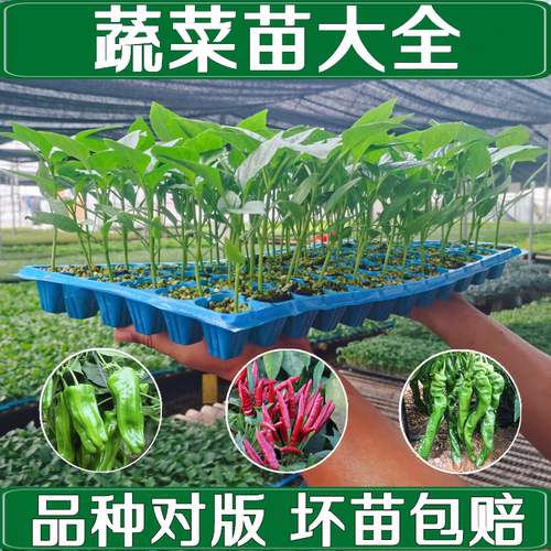 辣椒苗小米辣椒苗秧苗五彩椒朝天椒盆栽辣椒种孑青椒番茄苗蔬菜苗