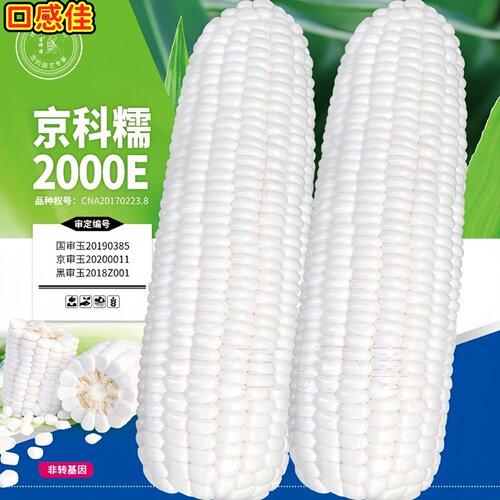 京科糯2玉米种子高产大田