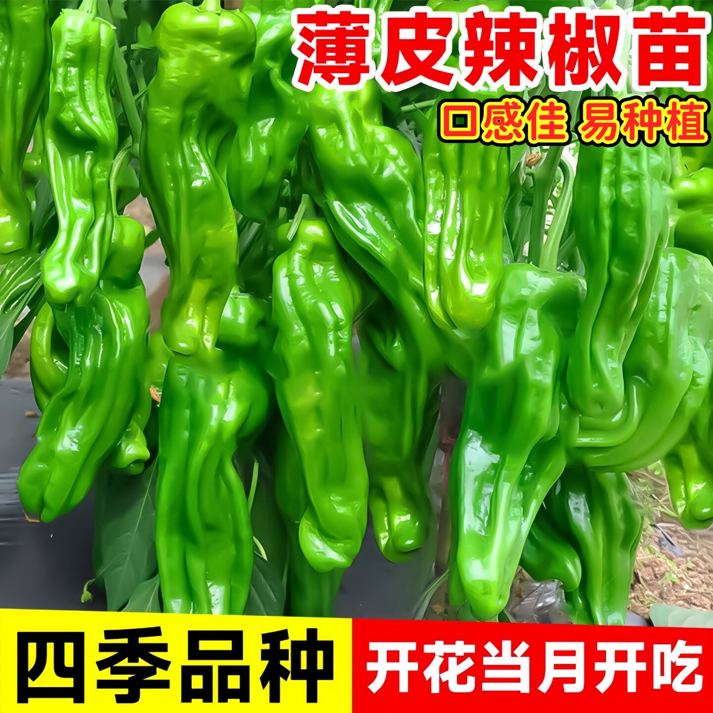 薄皮辣椒苗秧苗线椒种籽图片
