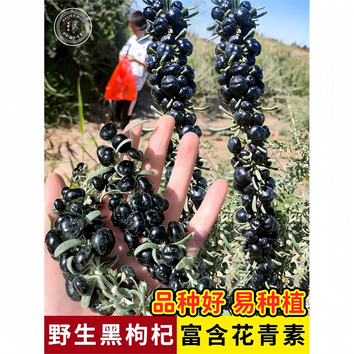 黑枸杞种籽枸杞种子药用特色蔬菜中药材宁夏孑苟杞四季种植中草药