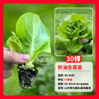 Creamy lettuce seedlings are sweet, crisp and delicious. Salads are fast-growing and easy to grow. Lettuce seeds are suitable for potted plants in balconies and small courtyards, and can be grown all year round thumbnail 3