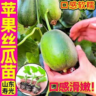 高产苹果丝瓜苗秧四季寿光中绿长丝瓜大肉八角棱丝瓜阳台盆栽种子