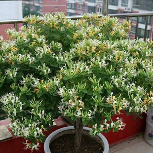 金银花苗攀援花卉爬藤本植物金银花树苗四季不掉叶常青金银花盆栽